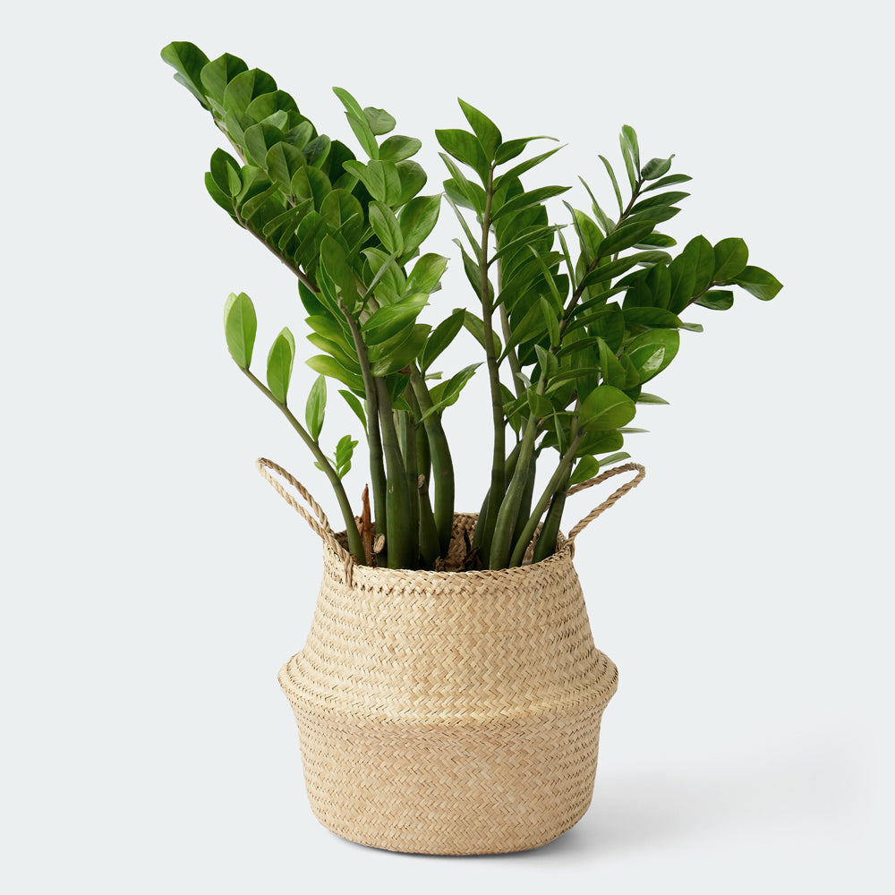 Seagrass Wicker Planter Vase with Handles