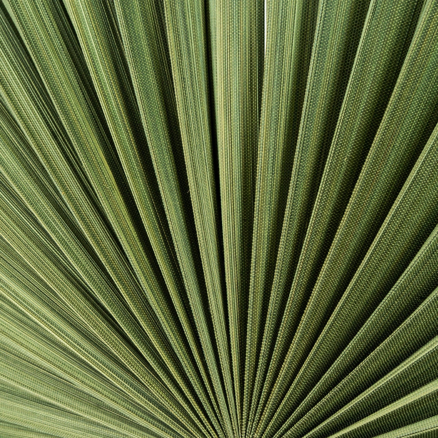 Moss Green Bamboo Folding Fan Wall Decor